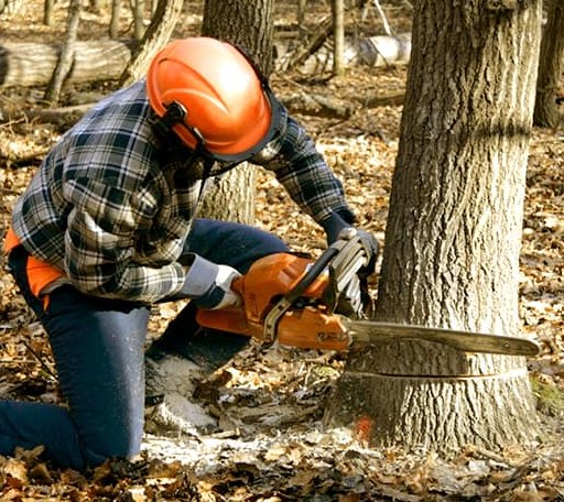 Tree Removal in Harrell, AR